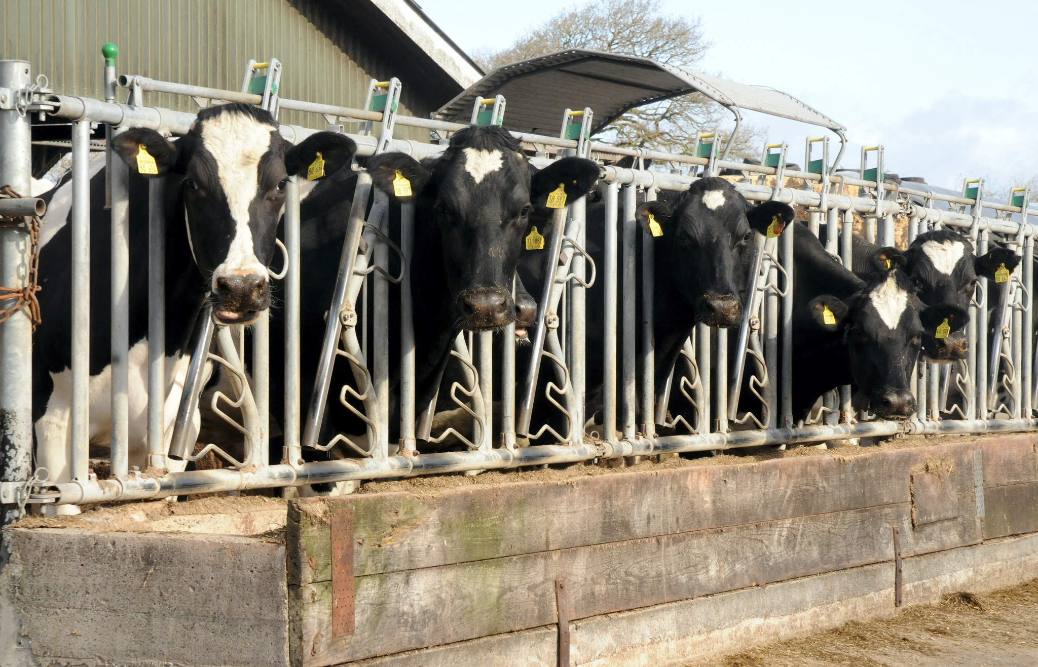 From milk management to milk markets